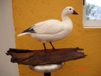pato